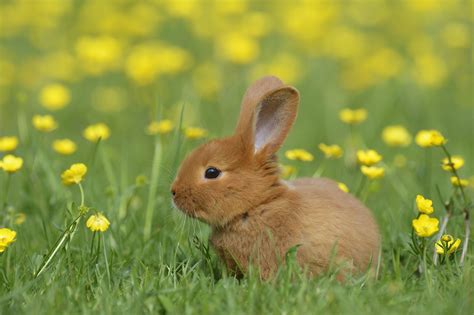 bunny cute pics